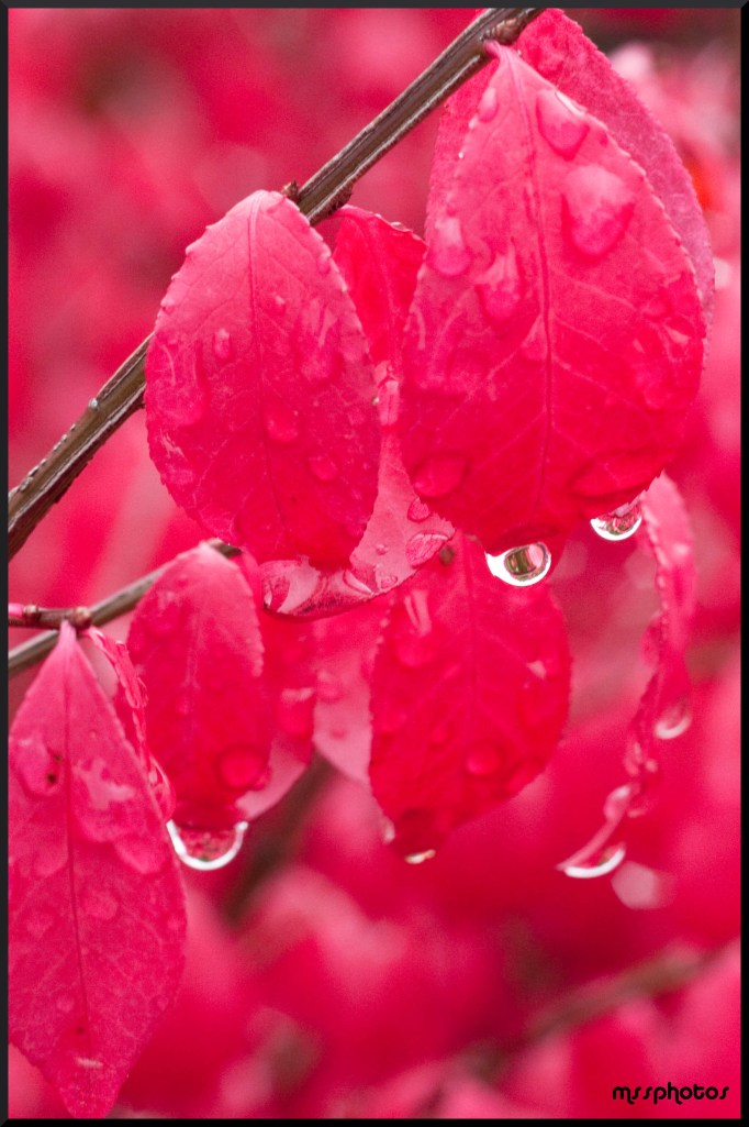 Pink Droplets